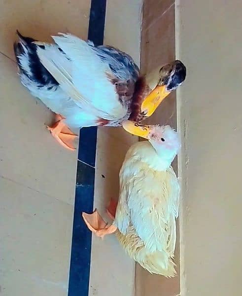 egg laying duck pair 1