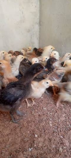 Punjab Breed Golden Misri Chicks Available: 03122449526.