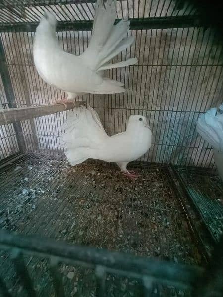 lakka pigeons for sale 3