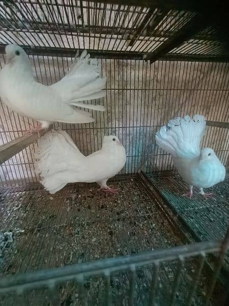 lakka pigeons for sale 4