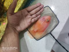 parrot fish 0