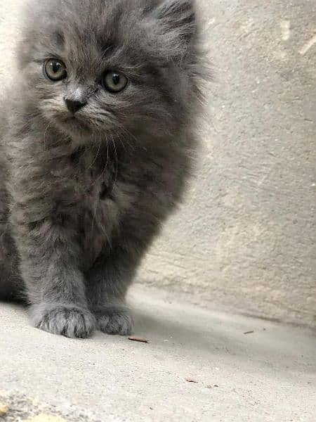 Persian Kitty - 1 Full Black - 1 Full Grey 3