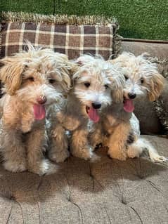 Toq Quality Poodle Pupps Available 0