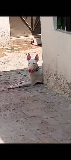Kohati Gutair full security dog