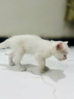 persian cat kitten pair male female 1 month and few days old 0