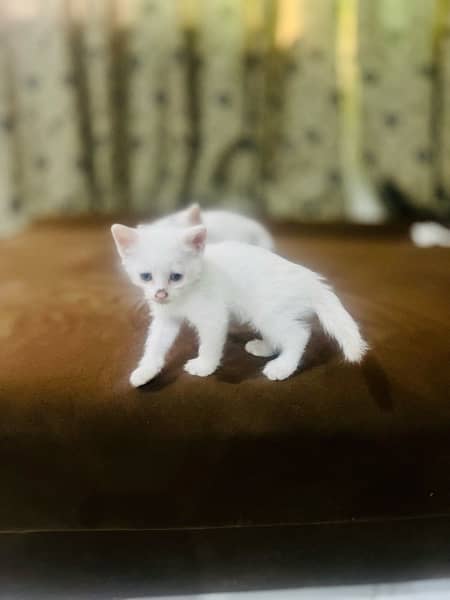 persian cat kitten pair male female 1 month and few days old 1