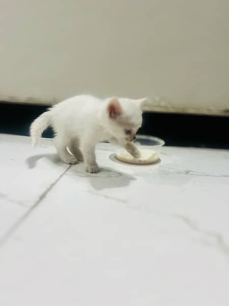 persian cat kitten pair male female 1 month and few days old 2