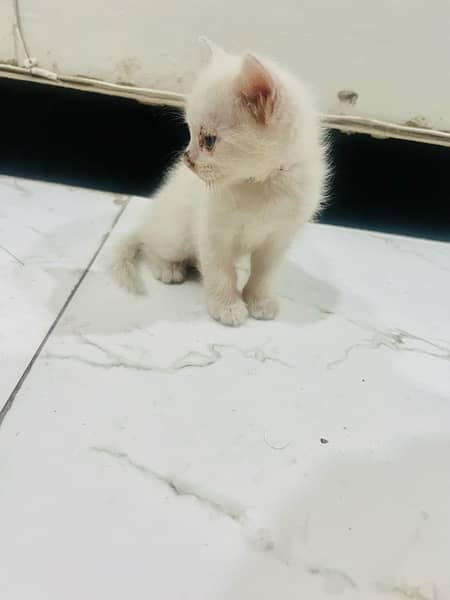 persian cat kitten pair male female 1 month and few days old 3
