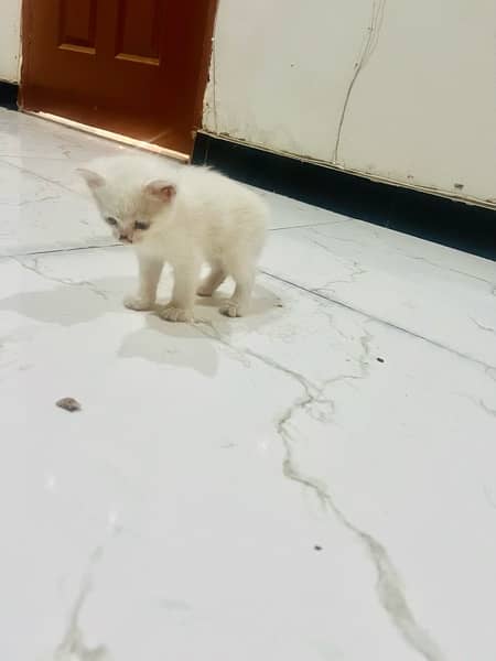 persian cat kitten pair male female 1 month and few days old 5