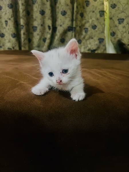 persian cat kitten pair male female 1 month and few days old 6