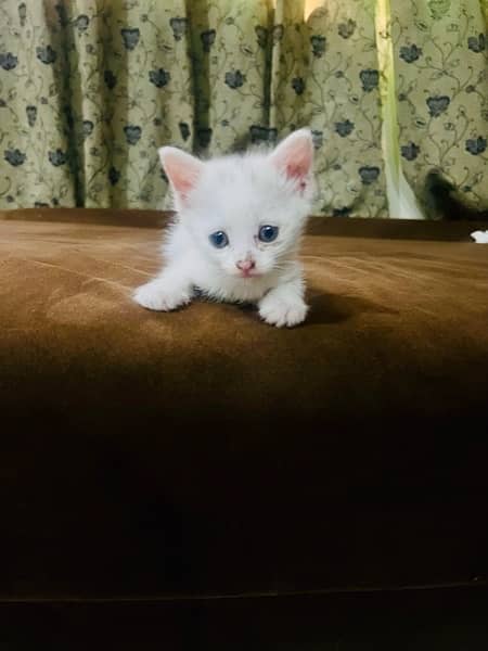 persian cat kitten pair male female 1 month and few days old 7