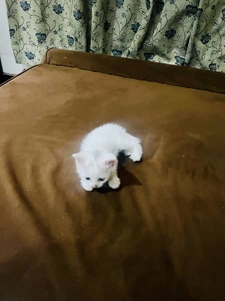 persian cat kitten pair male female 1 month and few days old 8