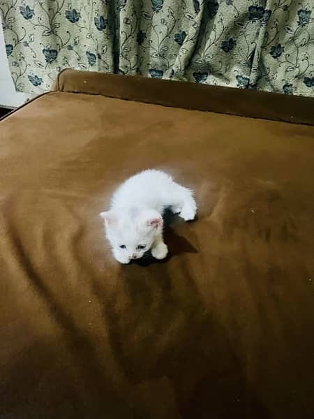 persian cat kitten pair male female 1 month and few days old 9