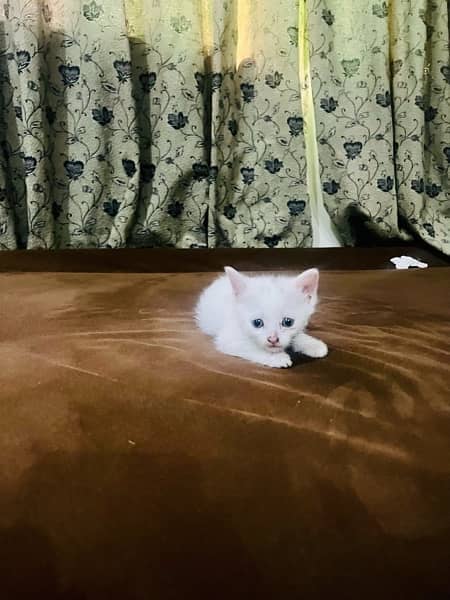 persian cat kitten pair male female 1 month and few days old 10