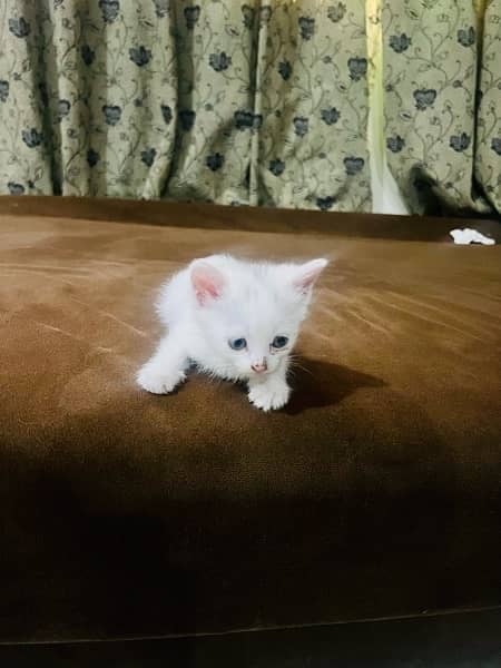 persian cat kitten pair male female 1 month and few days old 12