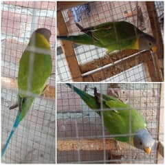 Plum head parakeet parrot (speaking parrot) 0
