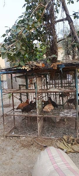 Used Cages for Dogs/peogen/hens eyc 1