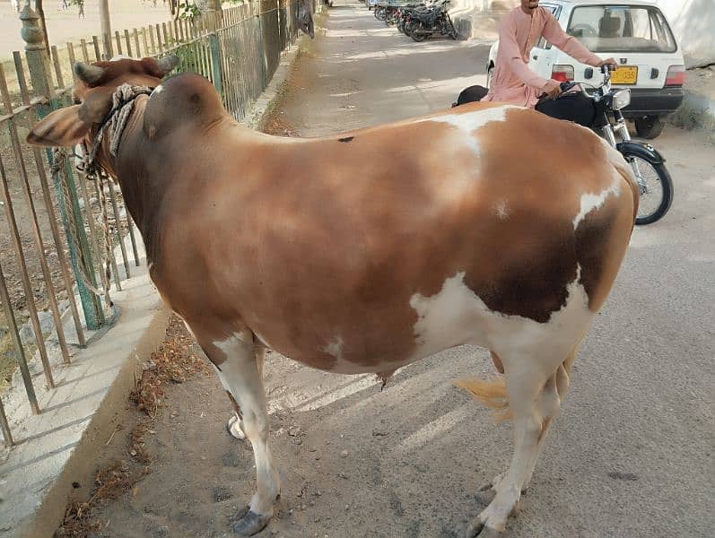 cow for sale 3