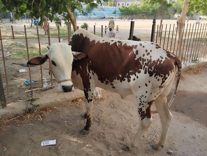 cow for sale 5