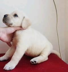 Labrador show class imported Bloodline puppy