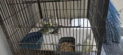 Hogoromo breeder pair with 1 Chick