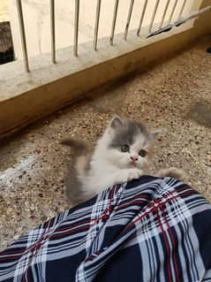 ALi PET SHOP 03250992331 Persian kittens and cats available
