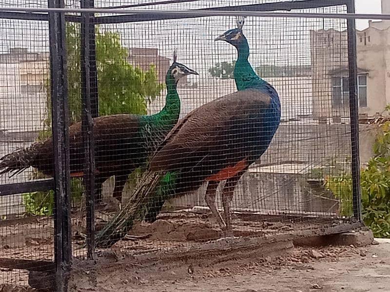 Green Emerald Female and Blue Shoulder Male Peacock Pair For Sale 0