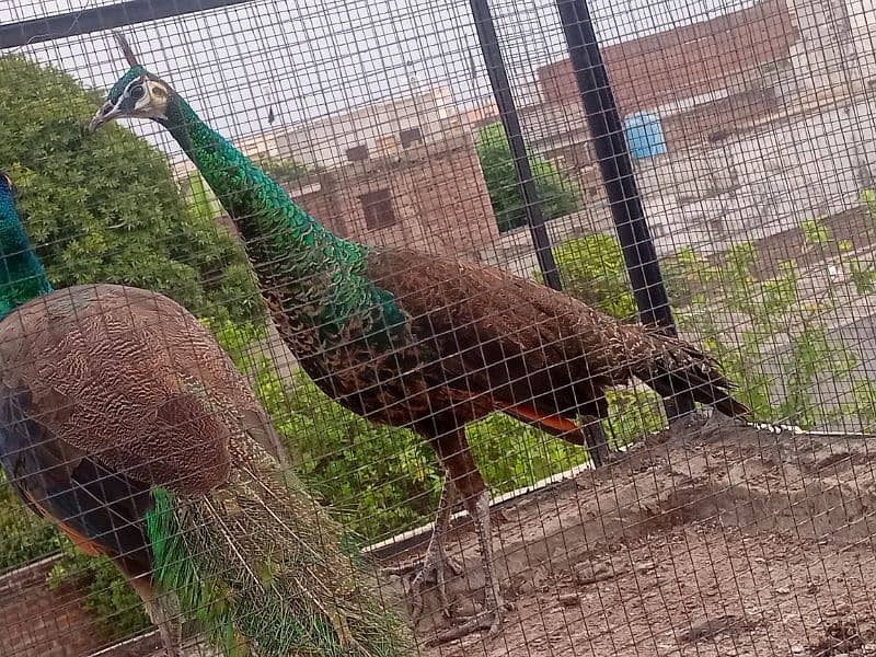 Green Emerald Female and Blue Shoulder Male Peacock Pair For Sale 1