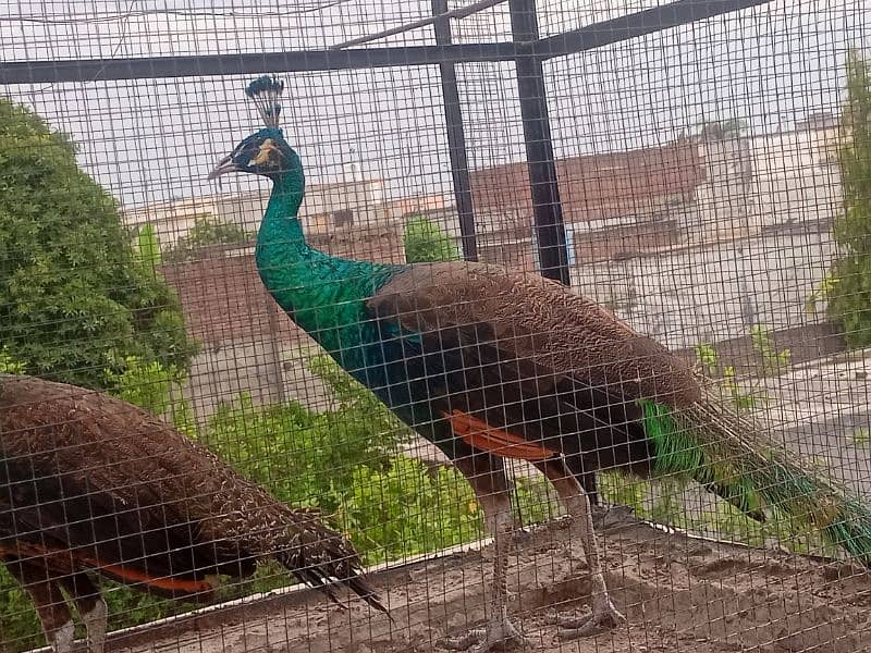 Green Emerald Female and Blue Shoulder Male Peacock Pair For Sale 2