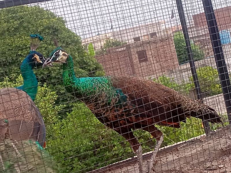 Green Emerald Female and Blue Shoulder Male Peacock Pair For Sale 3