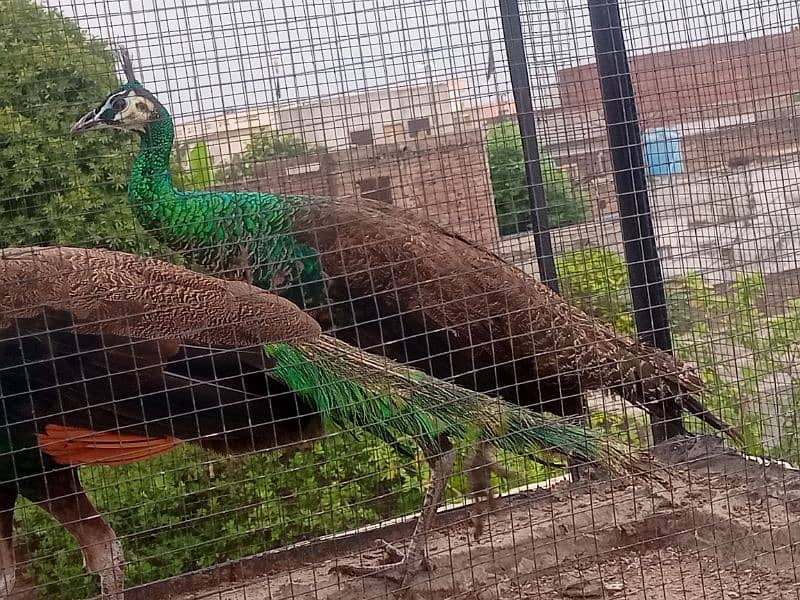 Green Emerald Female and Blue Shoulder Male Peacock Pair For Sale 4