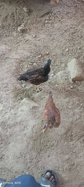 Aseel Chicks Female 6