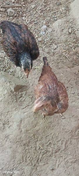 Aseel Chicks Female 8