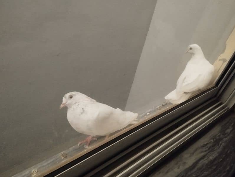 Young Kaboter Pair | Pigeons 2