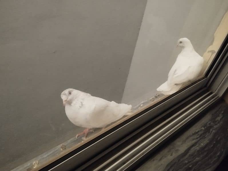 Young Kaboter Pair | Pigeons 3