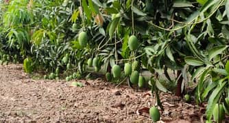 ZM Mango Fruit Farm of Multan
