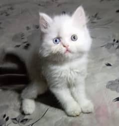 odd eyes White persian kitten triple long coat|punch face| Persian cat