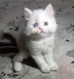 odd eyes White persian kitten triple long coat|punch face| Persian cat 0