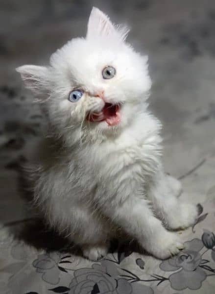 odd eyes White persian kitten triple long coat|punch face| Persian cat 1