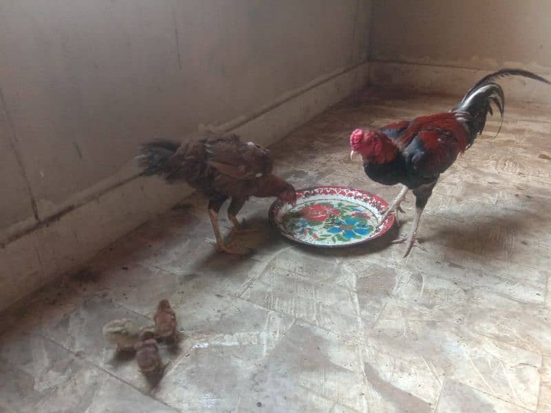Aseel pair with 3 chick. 2