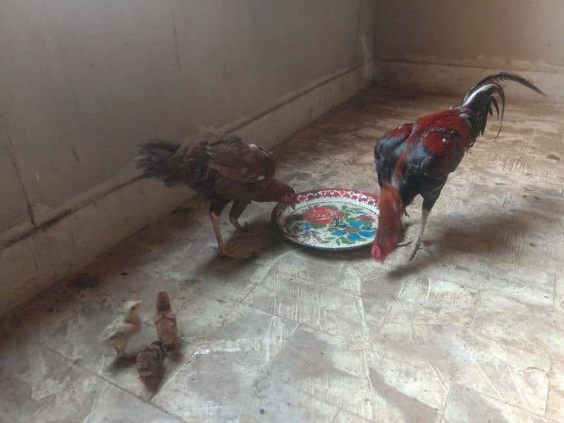 Aseel pair with 3 chick. 3