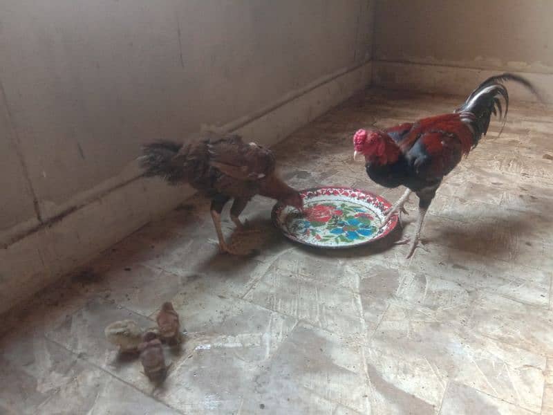 Aseel pair with 3 chick. 4