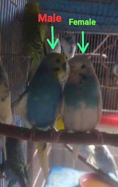 budgies all breeding pair all video available