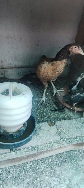 aseel hen and chicks for sale 3