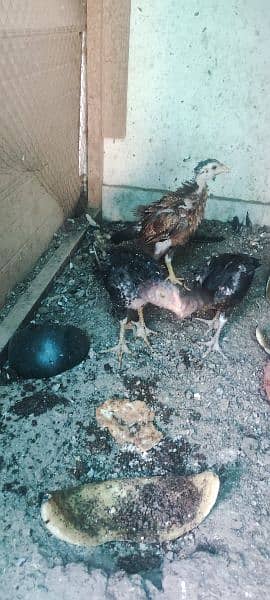 aseel hen and chicks for sale 7