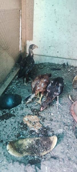 aseel hen and chicks for sale 8