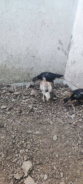 aseel hen and chicks for sale 9