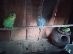 3 lovebirds,2 male and 1 female