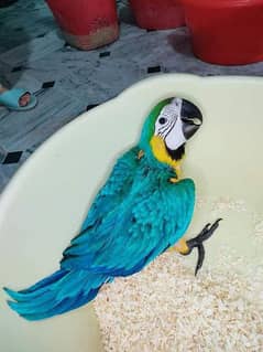 blue macaw parrot chicks for sale 0346-4249*367