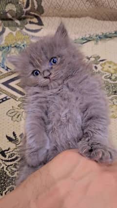Grey Persian Doll Face Male Kitten